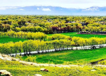 آغاز دشوار و پایان خوش؛ سرگذشت دختری از سرزمین گل بادام